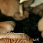 吃什么不长老年斑