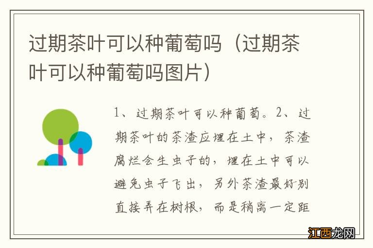 过期茶叶可以种葡萄吗图片 过期茶叶可以种葡萄吗