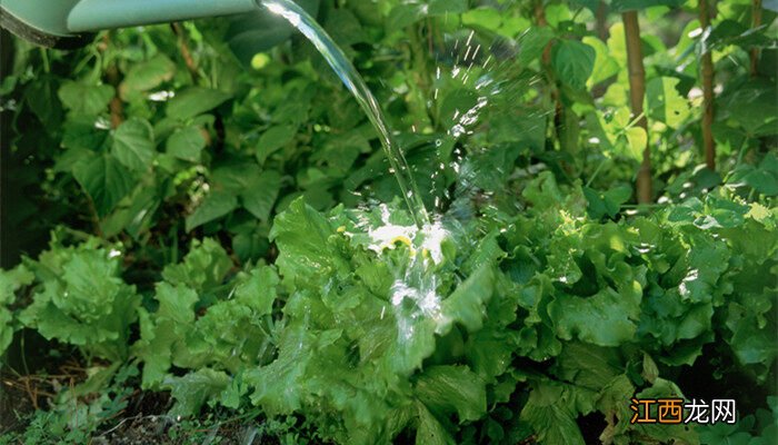 黄豆水可以浇什么花君子兰怎么可以长出多棵小芽 黄豆水可以浇什么花