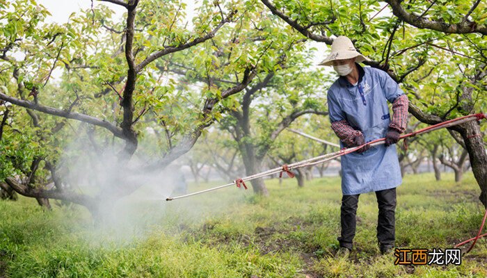 栀子花为什么爱生虫子呢 栀子花为什么爱生虫子