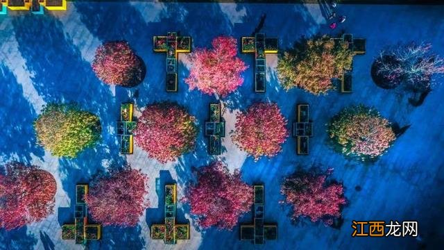 辰山冬日的色彩，只一眼便爱上！