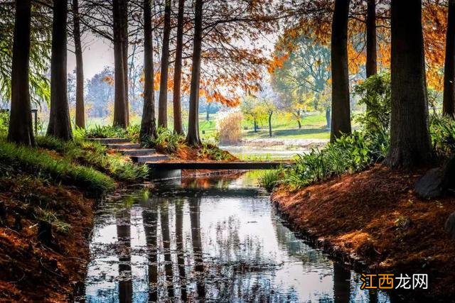 辰山冬日的色彩，只一眼便爱上！