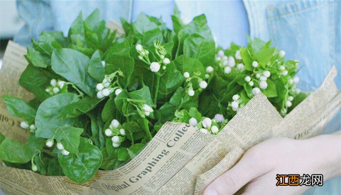 茉莉花浇水原则是什么 茉莉花浇水原则