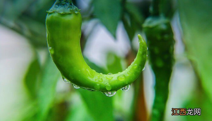 辣椒苗只长高不开花怎么办视频 辣椒苗只长高不开花怎么办