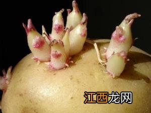 土豆怎么存放不宜发芽？土豆发芽了怎么办