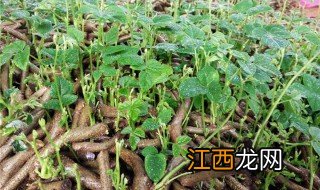 葛根块根育苗方法 葛根块根育苗有哪些方法