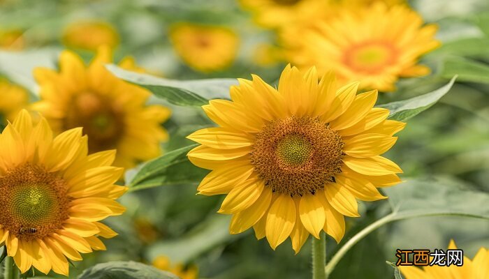 属虎的幸运花是什么花 幸运花是什么花