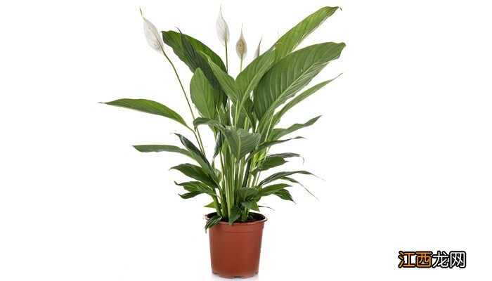 家里千万不能养的白掌 白掌花变绿了要剪掉吗