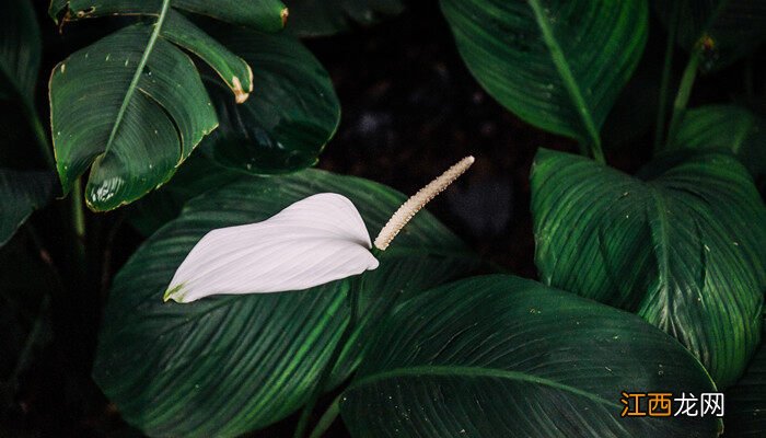 家里千万不能养的白掌 白掌花变绿了要剪掉吗