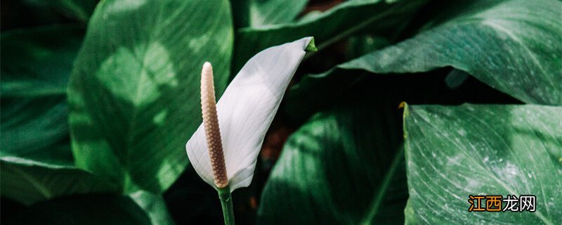 家里千万不能养的白掌 白掌花变绿了要剪掉吗