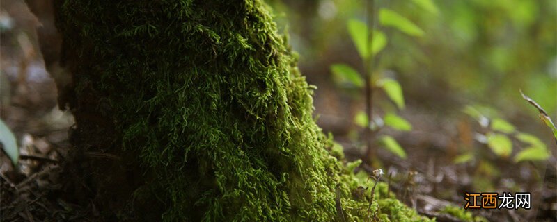 苔藓有根茎叶分化吗为什么 苔藓有根茎叶分化吗