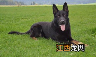 东德犬的养殖方法和注意事项 东德牧羊犬的饲养方法及优质标准