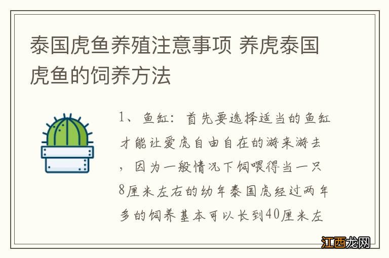 泰国虎鱼养殖注意事项 养虎泰国虎鱼的饲养方法