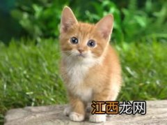 怎么让猫认主人