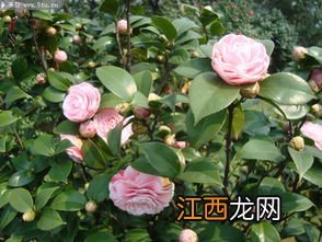 茶花喜欢阳光吗