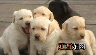 拉布拉多犬四个月多大