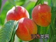 桃子如何保存？桃子的储存方法