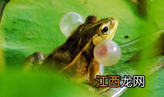 青蛙什么季节出现 青蛙哪个季节出现