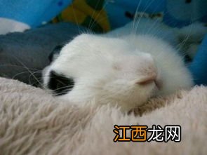 兔子要冬眠吗