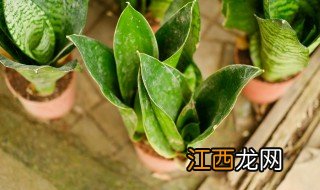 虎皮兰的种植方法介绍 虎皮兰种植方法详解