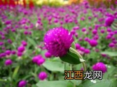 鲜切花选购如何避入坑 鲜切花怎样才能保持长久