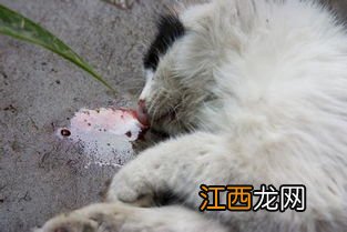 猫猫从高处摔下怎么办