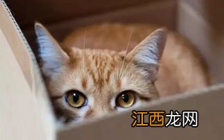 猫多大眼睛开始变色