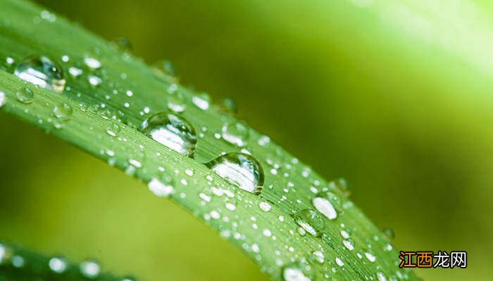 万年青的寓意和象征风水 万年青的寓意和象征