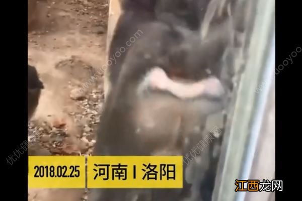 男子连续点了五六根香烟喂猴子，小猴误当食物被烫伤