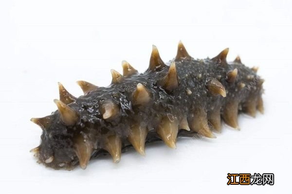 海参怎么发最好?吃海参的技巧有哪些?