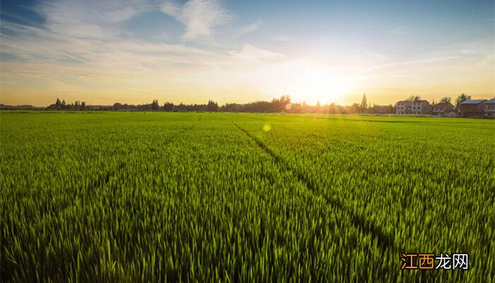 施肥器有几种施肥器免挖窝机械 施肥器有几种