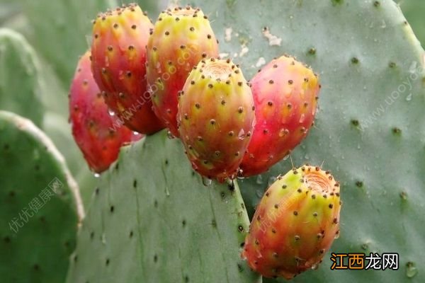 仙人掌果的功效有哪些?吃仙人掌果有什么好处?
