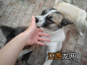手不能让幼犬舔的原因 为什么手不能让幼犬舔