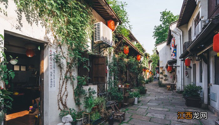 摇钱树怎么养才能更旺盛 摇钱树怎么养