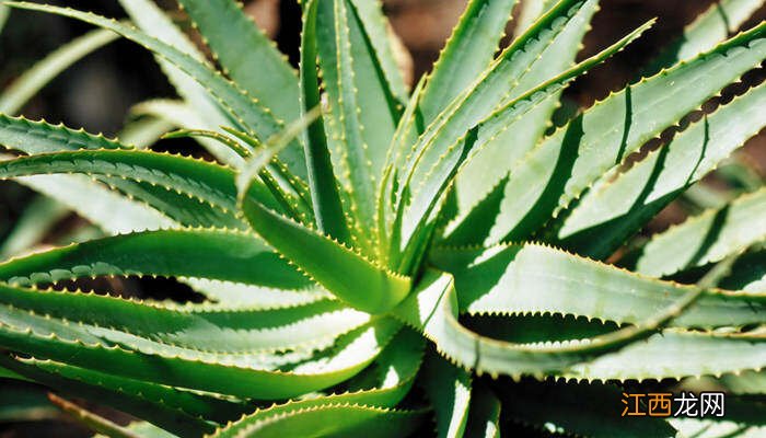 蟹爪兰怕太阳晒吗 蟹爪兰能不能晒太阳