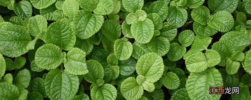 薄荷怎么扦插繁殖 薄荷养殖方法与技巧