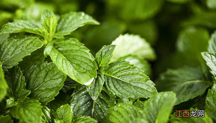 薄荷怎么扦插繁殖 薄荷养殖方法与技巧