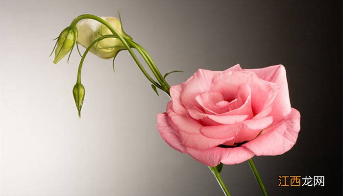 白色桔梗花语是什么意思 白色桔梗花语是什么