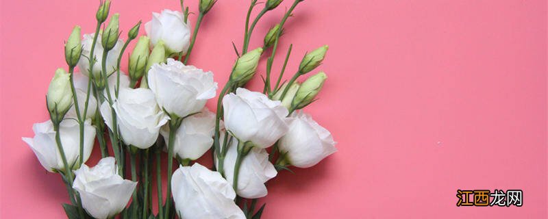 白色桔梗花语是什么意思 白色桔梗花语是什么