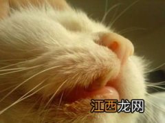 猫把牙齿吞了怎么办