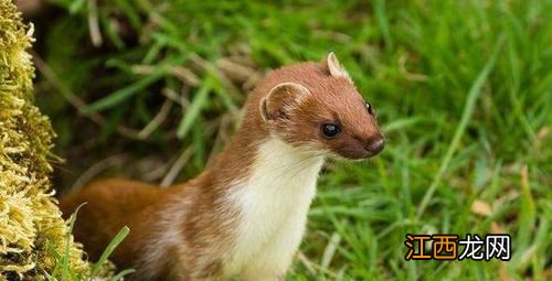 蝙蝠和黄鼠狼告诉我们什么道理