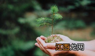 有什么妙招去种活树苗 怎样种植树苗让其快速生根成活？