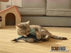 猫咪发情期可以绝育吗