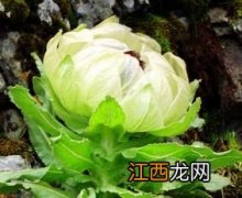 雪莲花泡酒的功效与作用 雪莲花泡酒