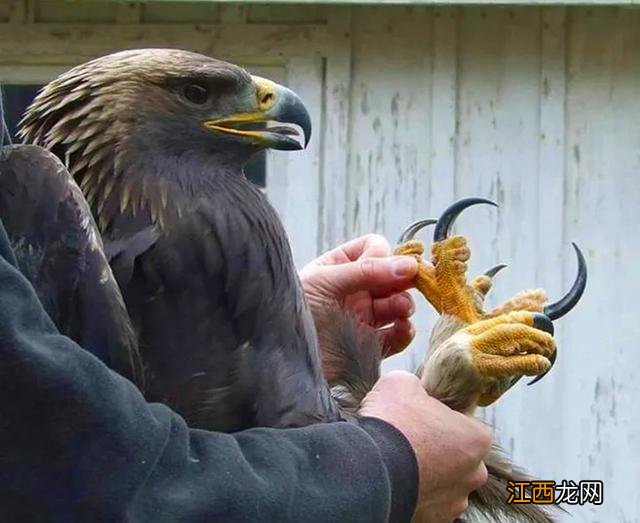 如何区分金雕和白头鹰 金雕和角雕哪个好驯化