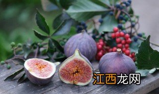 大无花果树移栽技巧 无花果树怎么移栽