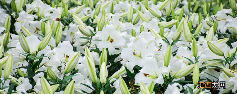 百合花是单性花还是两性花呢 百合花是单性花还是两性花