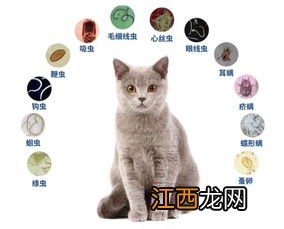 猫咪体内驱虫多久一次