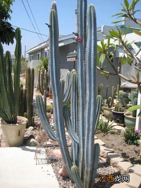 蓝色的仙人掌见过没 一年四季都开花的仙人掌