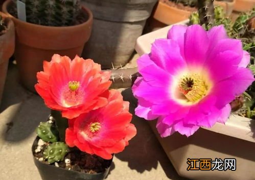 蓝色的仙人掌见过没 一年四季都开花的仙人掌